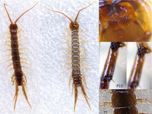 Lithobius forficatus